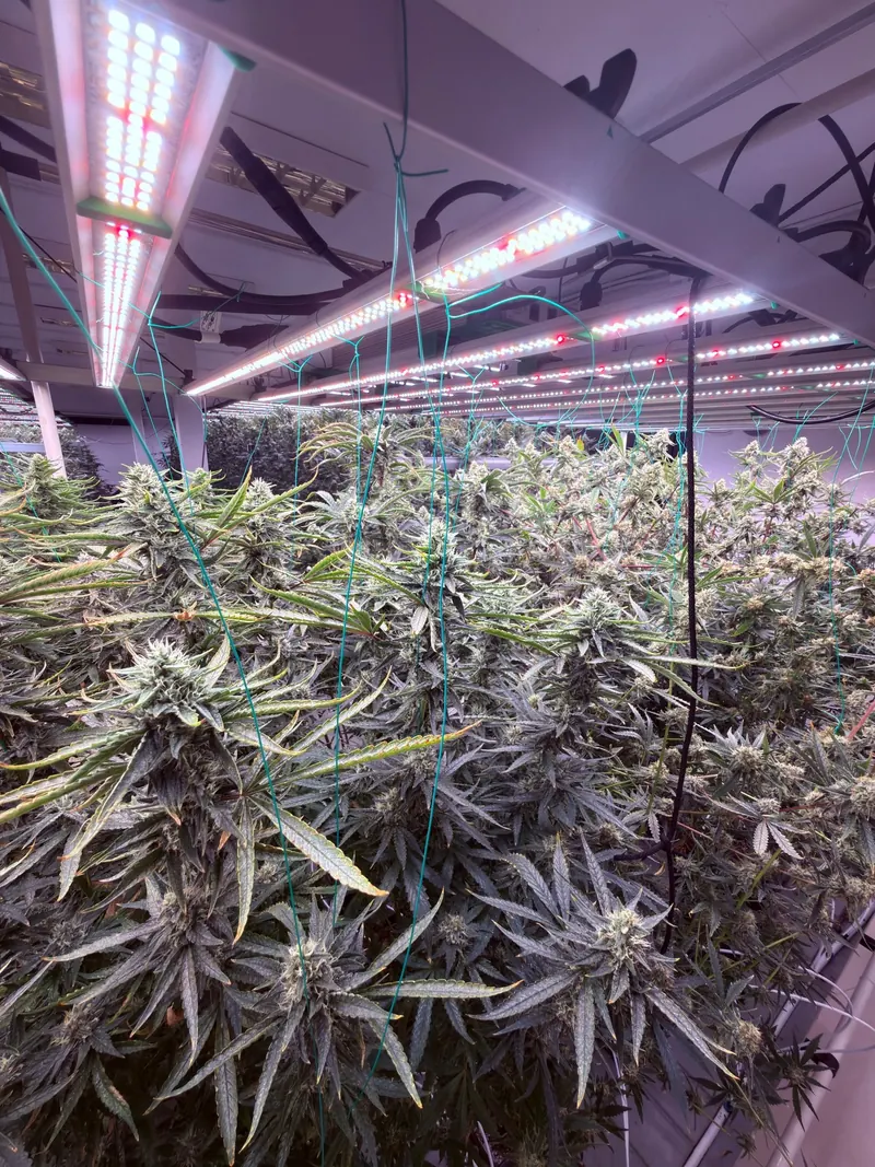 Flowering plants under LED light bars in the grow room