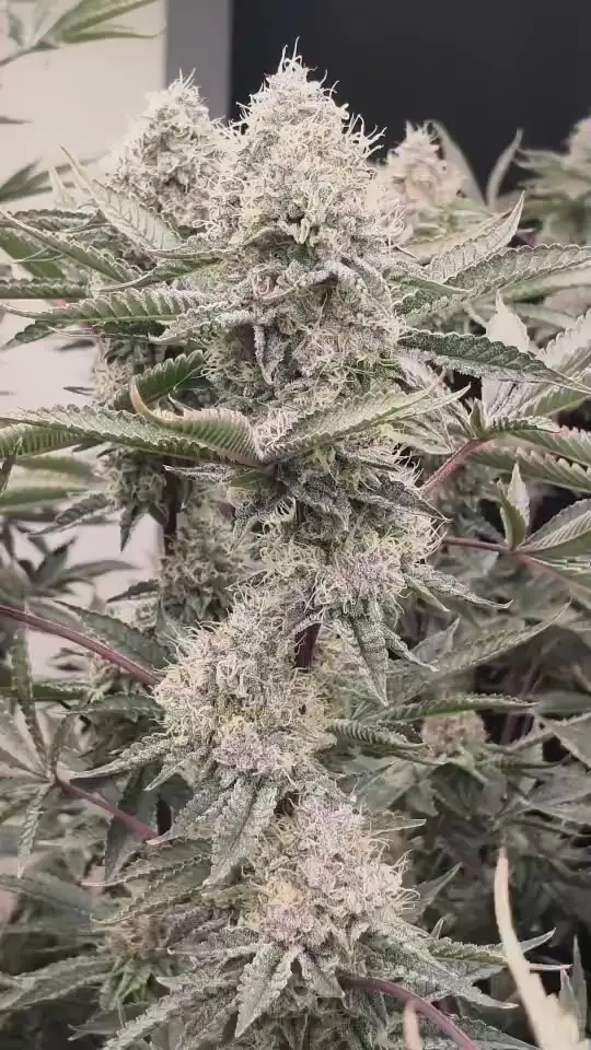 Close-up of a flower covered in trichomes