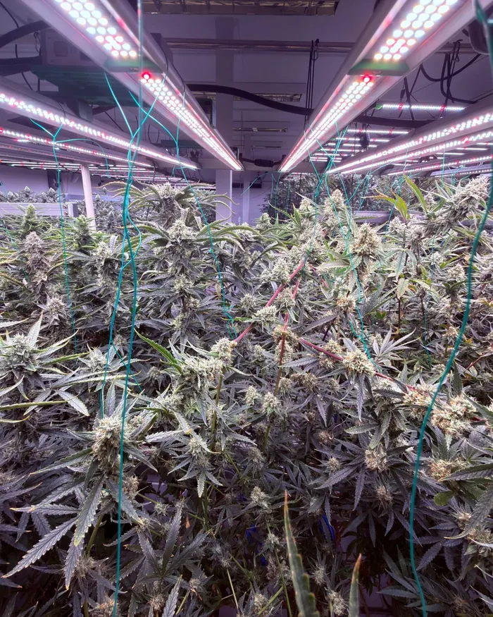 The canopy in flower, looking along the light bars