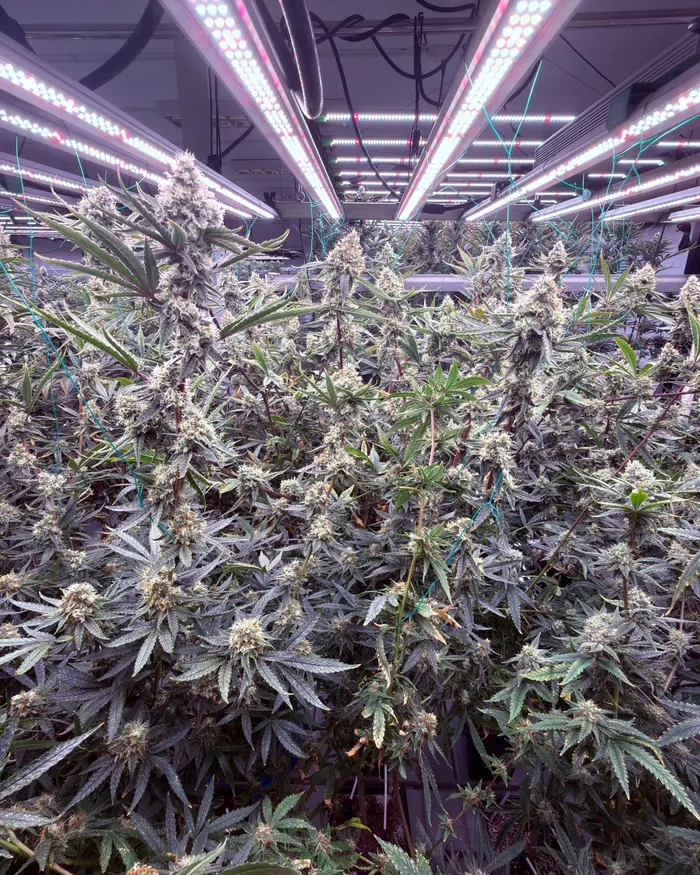A tall flowering cola rising above the canopy